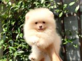 0-3 Aylık Yavru Pomeranian
