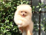 0-3 Aylık Yavru Pomeranian