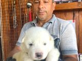 Mükemmel kalitede samoyed bebekler