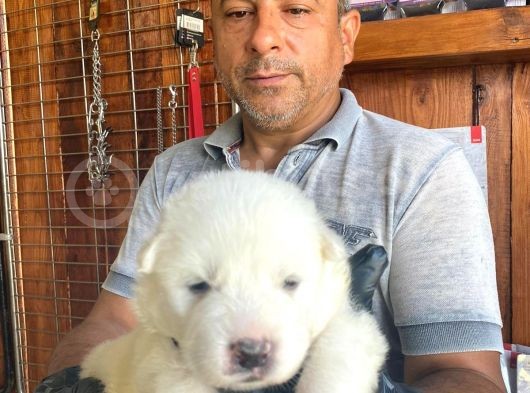 Mükemmel Kalitede Samoyed Bebekler