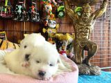 Mükemmel Kalitede Samoyed Bebekler