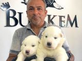 Mükemmel Kalitede Samoyed Bebekler