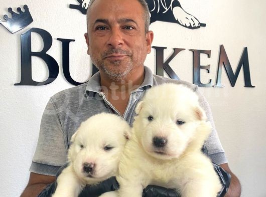 Mükemmel Kalitede Samoyed Bebekler görsel