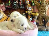 Mükemmel Kalitede Samoyed Bebekler