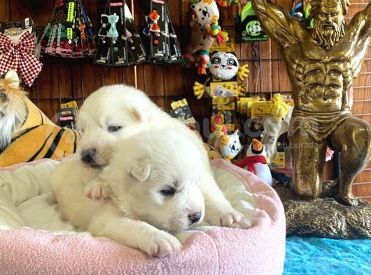 Mükemmel Kalitede Samoyed Bebekler görsel