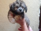 Maltipoo  yavruları