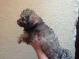 Maltipoo  Yavruları