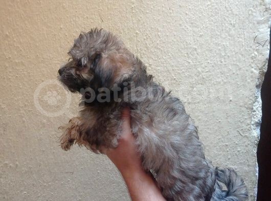 Maltipoo  Yavruları görsel