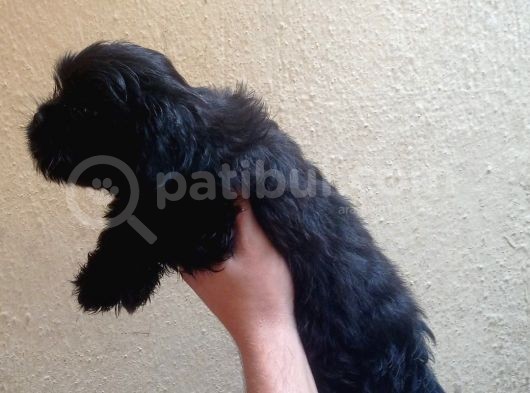 Maltipoo  Yavruları görsel