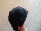 Maltipoo  Yavruları