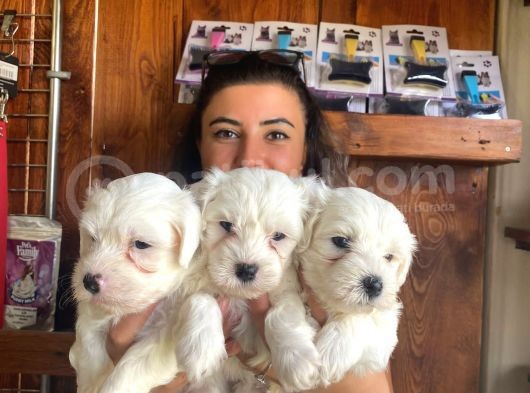 Yumuşacik Tüylü Maltese Terri̇er Bebekler görsel