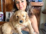 En İyi̇ Ai̇le Köpeği̇ Golden Retri̇ever