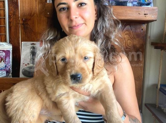 En İyi̇ Ai̇le Köpeği̇ Golden Retri̇ever görsel