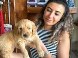 EN İYİ AİLE KÖPEĞİ GOLDEN RETRİEVER