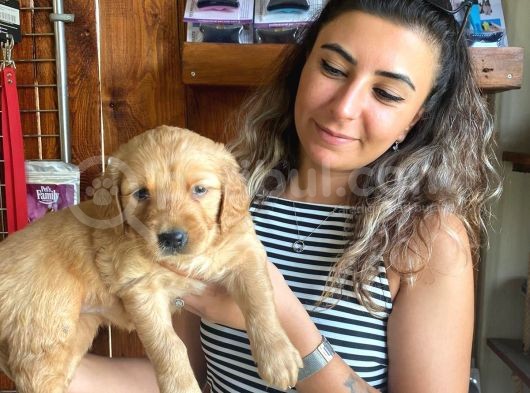 En İyi̇ Ai̇le Köpeği̇ Golden Retri̇ever