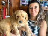 En İyi̇ Ai̇le Köpeği̇ Golden Retri̇ever