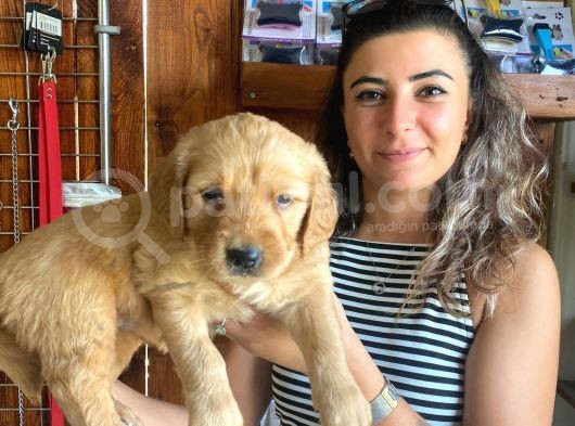 En İyi̇ Ai̇le Köpeği̇ Golden Retri̇ever görsel