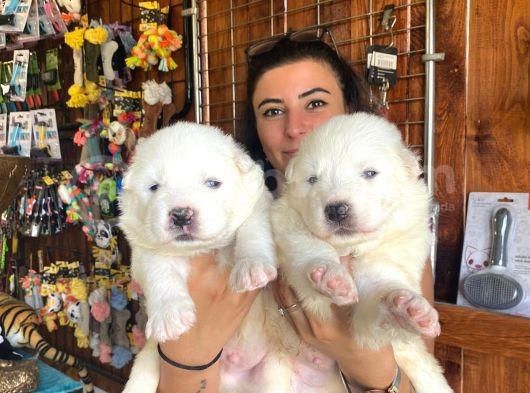 Safkan Samoyed Pamuk Bebekler görsel