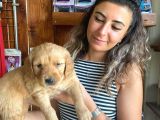 En İyi̇ Ai̇le Köpeği̇ Golden Retri̇ever