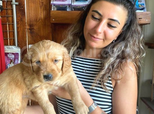 En İyi̇ Ai̇le Köpeği̇ Golden Retri̇ever görsel