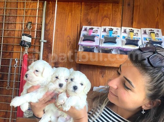 Yumuşacik Tüylü Maltese Terri̇er Bebekler