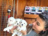 Yumuşacik Tüylü Maltese Terri̇er Bebekler