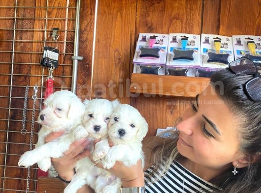 Yumuşacik Tüylü Maltese Terri̇er Bebekler görsel