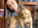 En İyi̇ Ai̇le Köpeği̇ Golden Retri̇ever