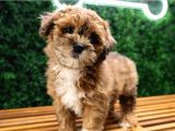 ÖZEL RENK MALTİPOO YAVRULARI