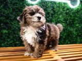 Özel Renk Malti̇poo Yavrulari