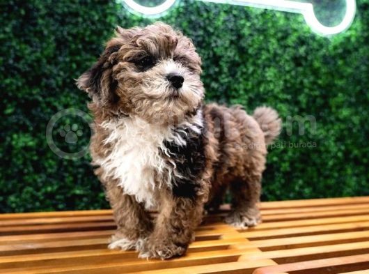 Özel Renk Malti̇poo Yavrulari görsel