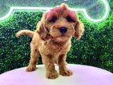 KALİTELİ RED MALTİPOO YAVRULARI