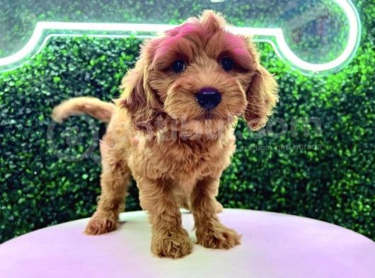 Kali̇teli̇ Red Malti̇poo Yavrulari