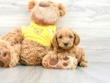 MİNİK MALTİPOO YAVRULARI