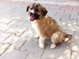 Eğitimli Ve Aşılı Yavru Border Collie