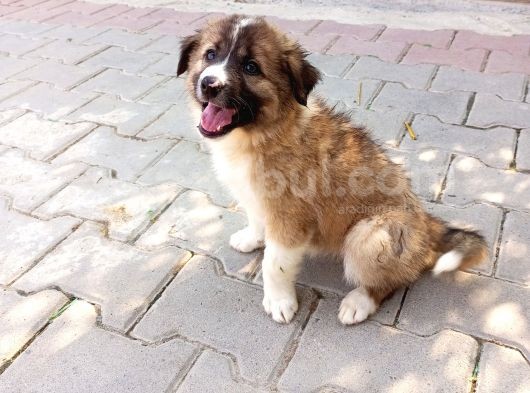 Eğitimli Ve Aşılı Yavru Border Collie görsel