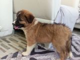 Eğitimli Ve Aşılı Yavru Border Collie