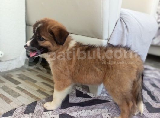 Eğitimli Ve Aşılı Yavru Border Collie görsel