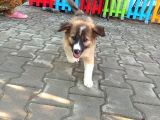 Eğitimli Ve Aşılı Yavru Border Collie