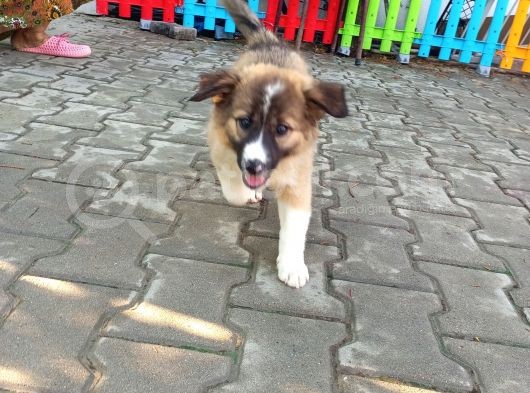Eğitimli Ve Aşılı Yavru Border Collie