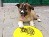 Eğitimli Ve Aşılı Yavru Border Collie