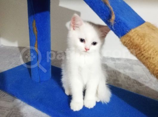 Mi̇nnaklar Sahi̇plendi̇ri̇meye Hazirdir görsel