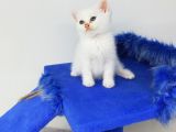 Mi̇nnaklar Sahi̇plendi̇ri̇meye Hazirdir