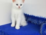 MİNNAKLAR SAHİPLENDİRİMEYE HAZIRDIR