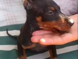 Dişi erkek doberman