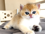 Golden British Torunlar