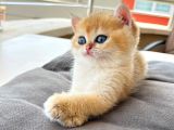 Golden British Torunlar