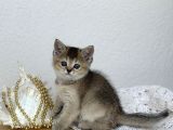 Topaç Kafa British Shorthair Yavrular