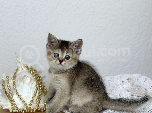 Topaç Kafa British Shorthair Yavrular görsel