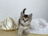 Topaç kafa British shorthair yavrular